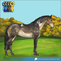 Horse Color:White Spotted Buckskin Rabicano
