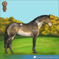 Horse Color:White Spotted Buckskin Rabicano 