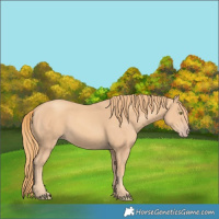 Horse Color:Gold Champagne 