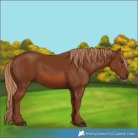 Horse Color:Chestnut 