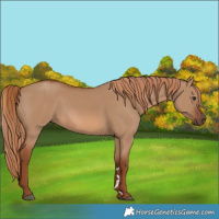 Horse Color:Red Dun 