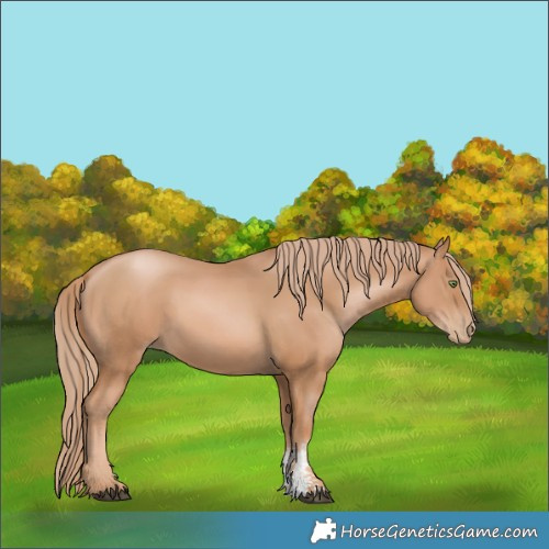 Horse Color:Chestnut Pearl Sabino 
