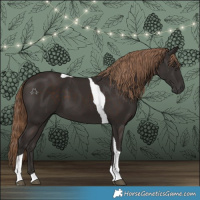 Horse Color:Liver Chestnut Tobiano 