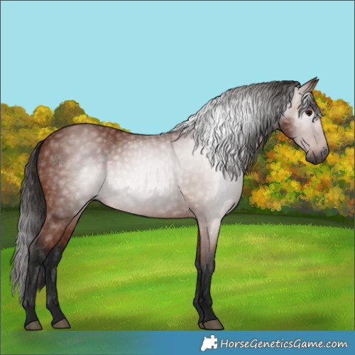 Horse Color:Gray Bay 