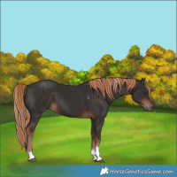 Horse Color:Liver Chestnut Tobiano 