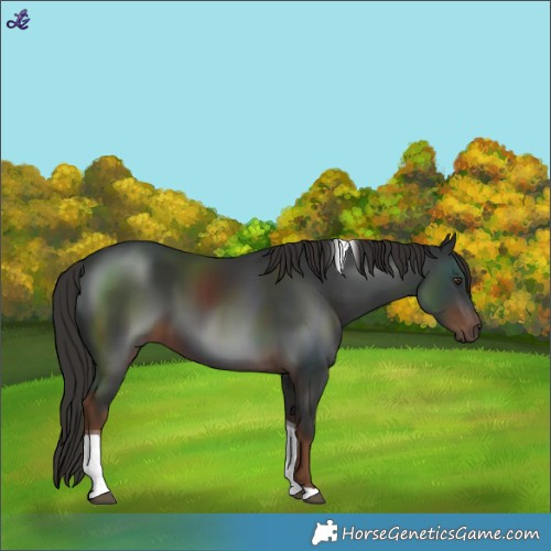 Horse Color:Liver Chestnut Tobiano 