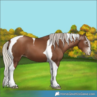 Horse Color:Gray Liver Chestnut Pearl Tobiano
