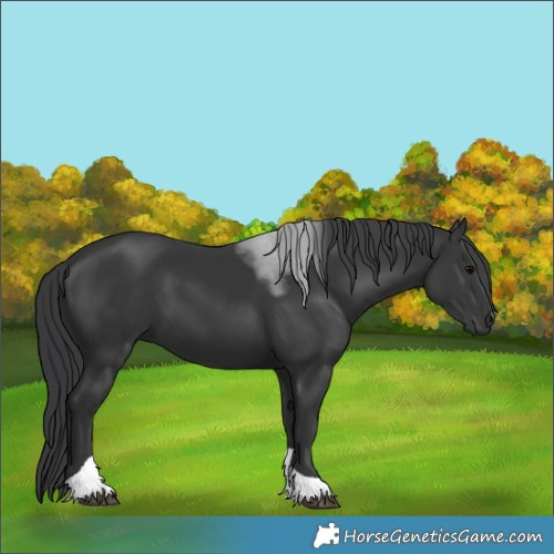 Horse Color:Black Tobiano 