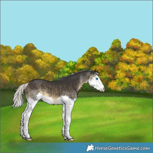 Horse Color:Silver Buckskin Splash Rabicano 