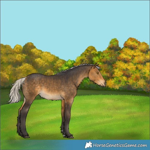 Horse Color:Silver Buckskin 