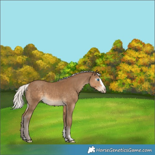 Horse Color:Gray Silver Smoky Creme Sabino Splash 