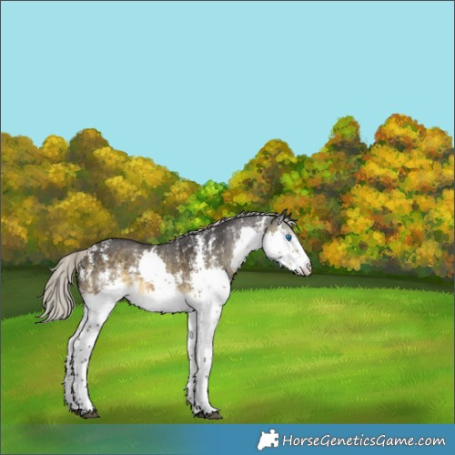 Horse Color:Silver Buckskin Sabino Splash 