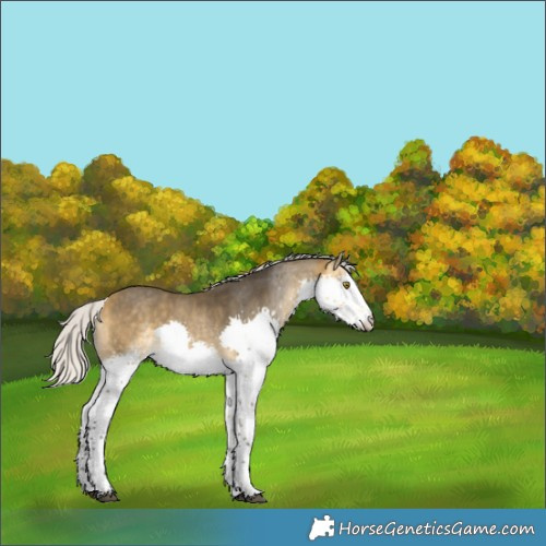 Horse Color:Silver Buckskin Splash Rabicano 