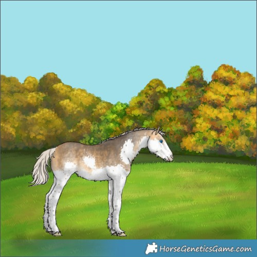 Horse Color:Silver Buckskin Sabino Splash Rabicano 