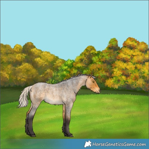 Horse Color:Silver Buckskin Roan Rabicano 