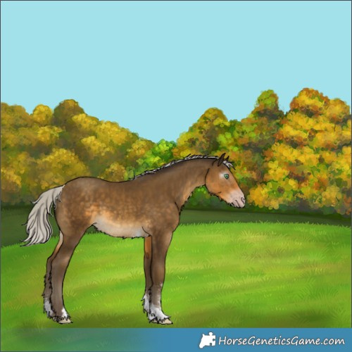 Horse Color:Gray Silver Classic Cream Champagne Sabino Tobiano 