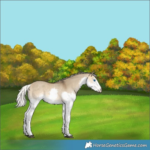 Horse Color:Silver Buckskin Dun Sabino Splash Rabicano 