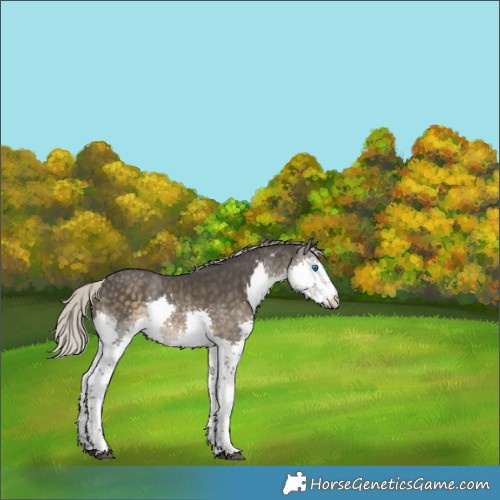 Horse Color:Silver Smoky Black Sabino Splash