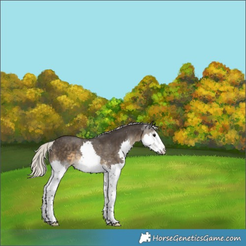 Horse Color:Silver Smoky Black Splash