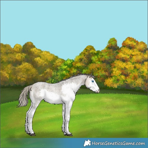 Horse Color:Silver Buckskin Roan Dun Sabino Splash 
