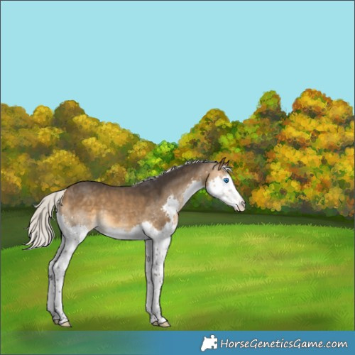 Horse Color:Silver Buckskin Splash 