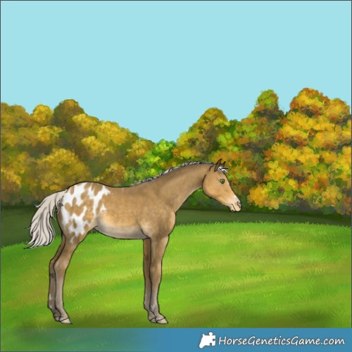 Horse Color:Silver Classic Cream Champagne Blanket 