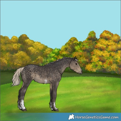 Horse Color:Silver Smoky Black Sabino 