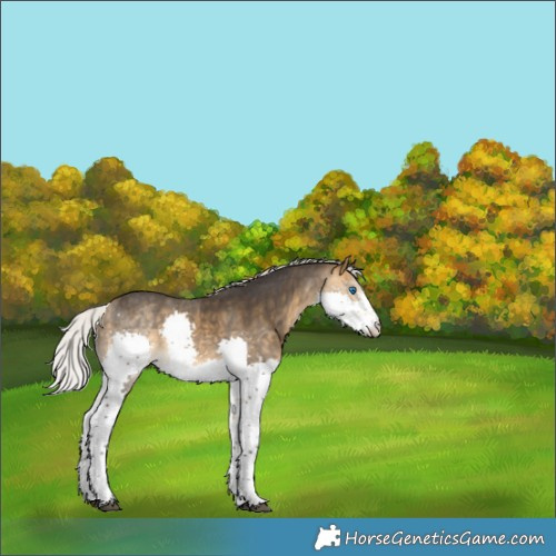Horse Color:Silver Buckskin Sabino Splash Rabicano 