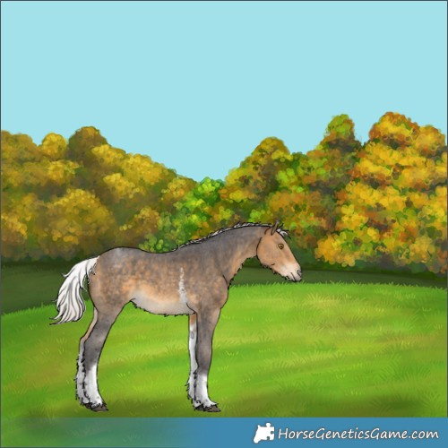 Horse Color:White Spotted Silver Buckskin Sabino Rabicano 