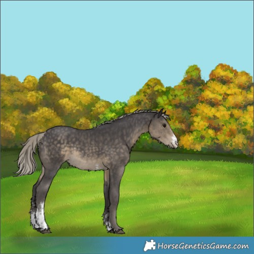 Horse Color:Silver Smoky Black Sabino Rabicano 