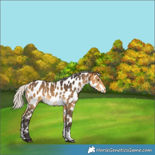 Horse Color:Silver Buckskin Sabino Near Leopard 
