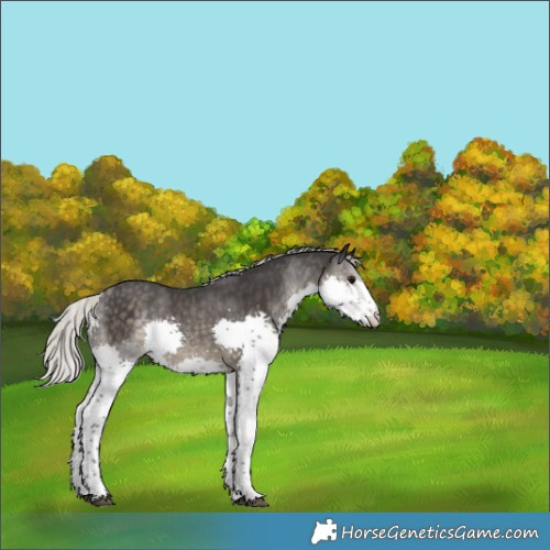 Horse Color:Silver Smoky Black Splash 