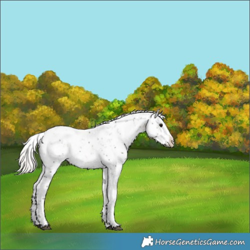 Horse Color:Silver Smoky Black Sabino Splash Appaloosa 