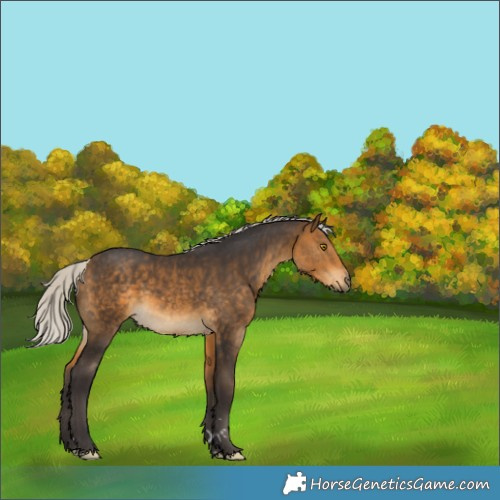 Horse Color:Silver Buckskin  and Silver Buckskin 