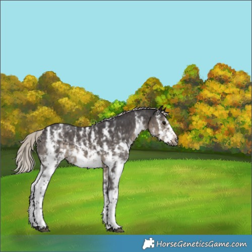 Horse Color:Silver Smoky Black Sabino Frame 