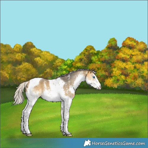 Horse Color:Silver Buckskin Sabino Splash Tobiano 