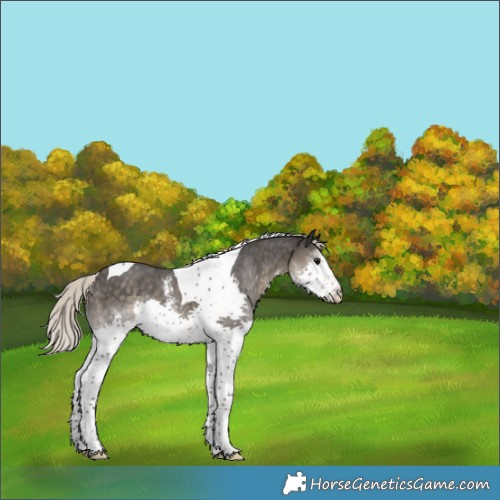 Horse Color:Silver Smoky Black Sabino Splash Tobiano Rabicano 