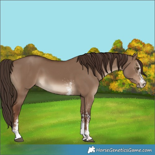 Horse Color:White Spotted Liver Red Dun 