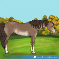 Horse Color:White Spotted Liver Red Dun 