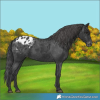 Horse Color:Black Appaloosa Rabicano