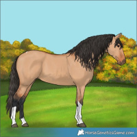 Horse Color:Bay Dun Tobiano 