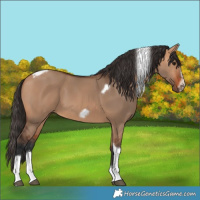Horse Color:Bay Dun Tobiano Frame 