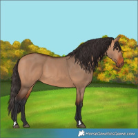 Horse Color:Bay Dun 