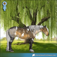 Horse Color:White Spotted Silver Buckskin 