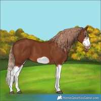 Horse Color:Chestnut Splash Frame