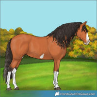 Horse Color:Bay Splash Frame
