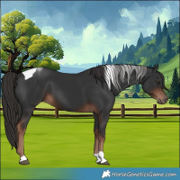 Horse Color:Liver Chestnut Tobiano 