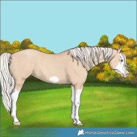 Horse Color:Silver Classic Champagne Dun Splash Frame