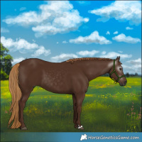 Horse Color:Gray Liver Chestnut 