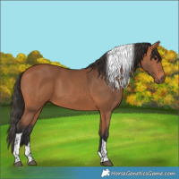 Horse Color:Bay Tobiano 